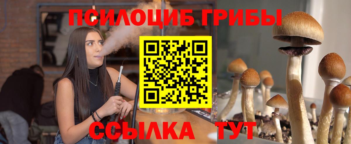 где найти   Вход с VPN  Курчатов  Галлюциногенные грибы Cubensis 